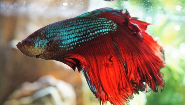 Help End the Suffering of Bettas by Telling EVA Air: Enough!