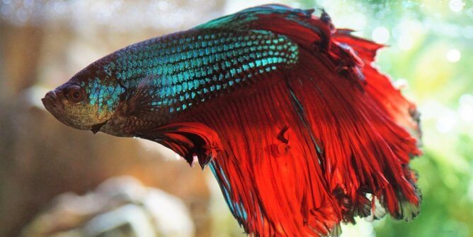 Red and blue betta fish with blurry background