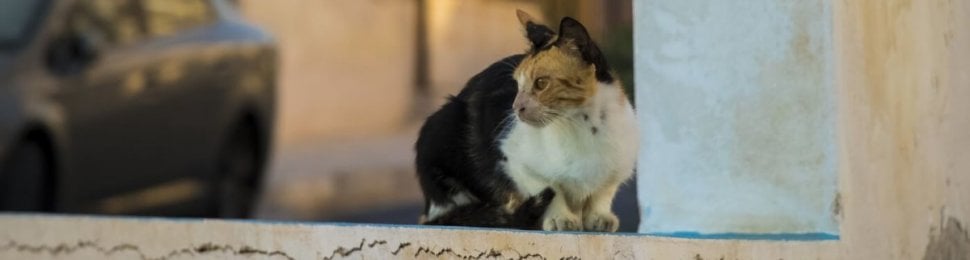 homeless cat sits on ledge