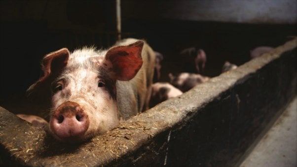 Sad pig looks longingly outside holding pen