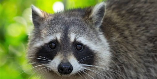 Raccoon green background