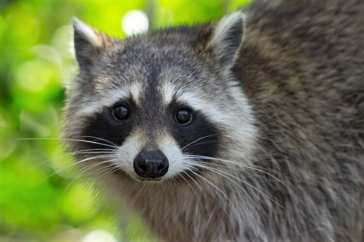 sad raccoon USDA: Get Animals the Hell Away From Craig Kokas!