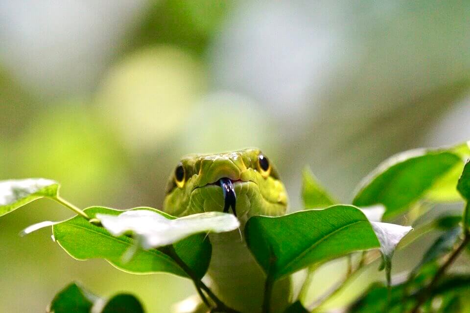 A snake in leaves. He has his tongue out.