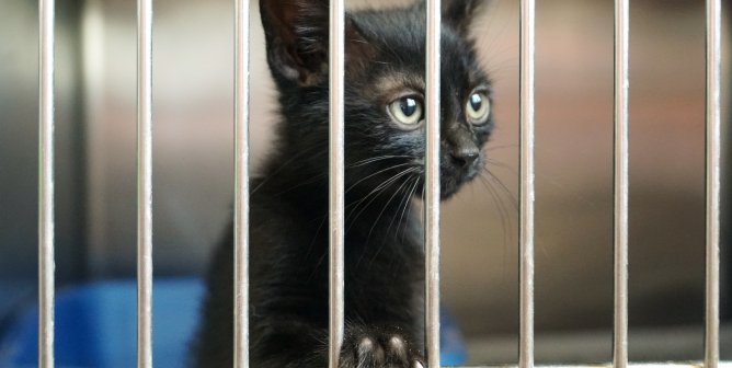 small black cat/kitten in shelter