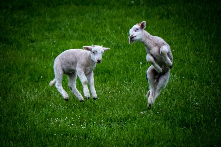 Two young goats jump in the grass