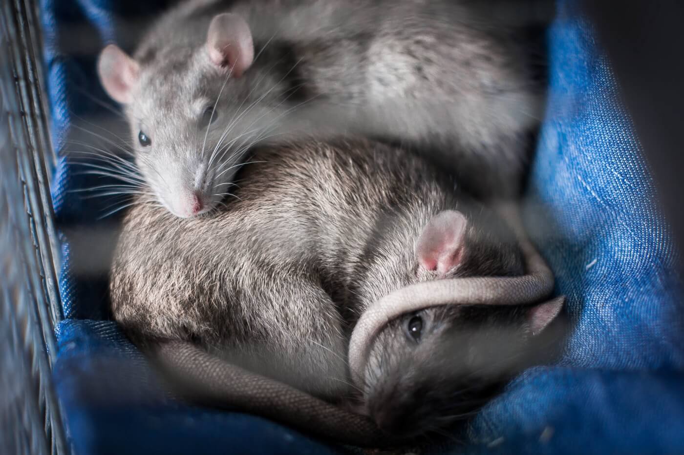 Two gray mice huddle together in cage