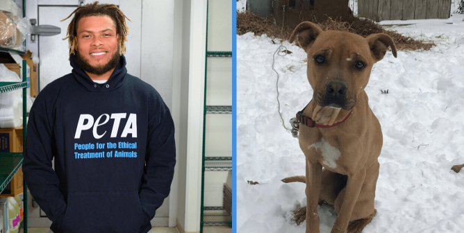 This Tyrann Mathieu Super Bowl Play Could Be Huge for Dogs