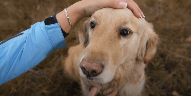 Companion Animals After Lockdown