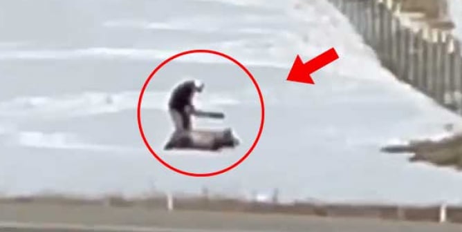 pig farm workers beat, kick pigs