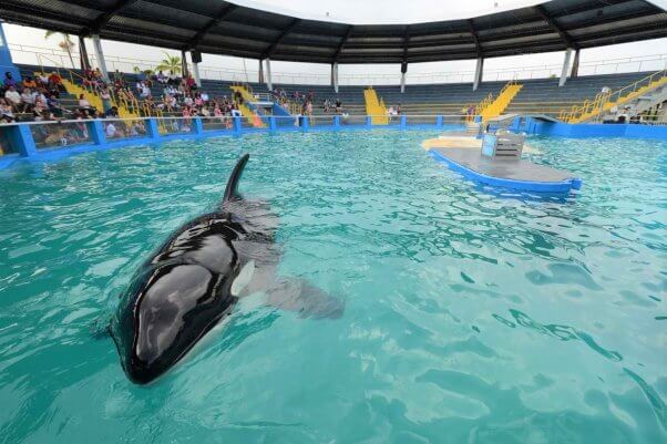 Lolita at Miami Seaquarium