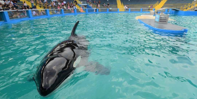 Lolita at Miami Seaquarium