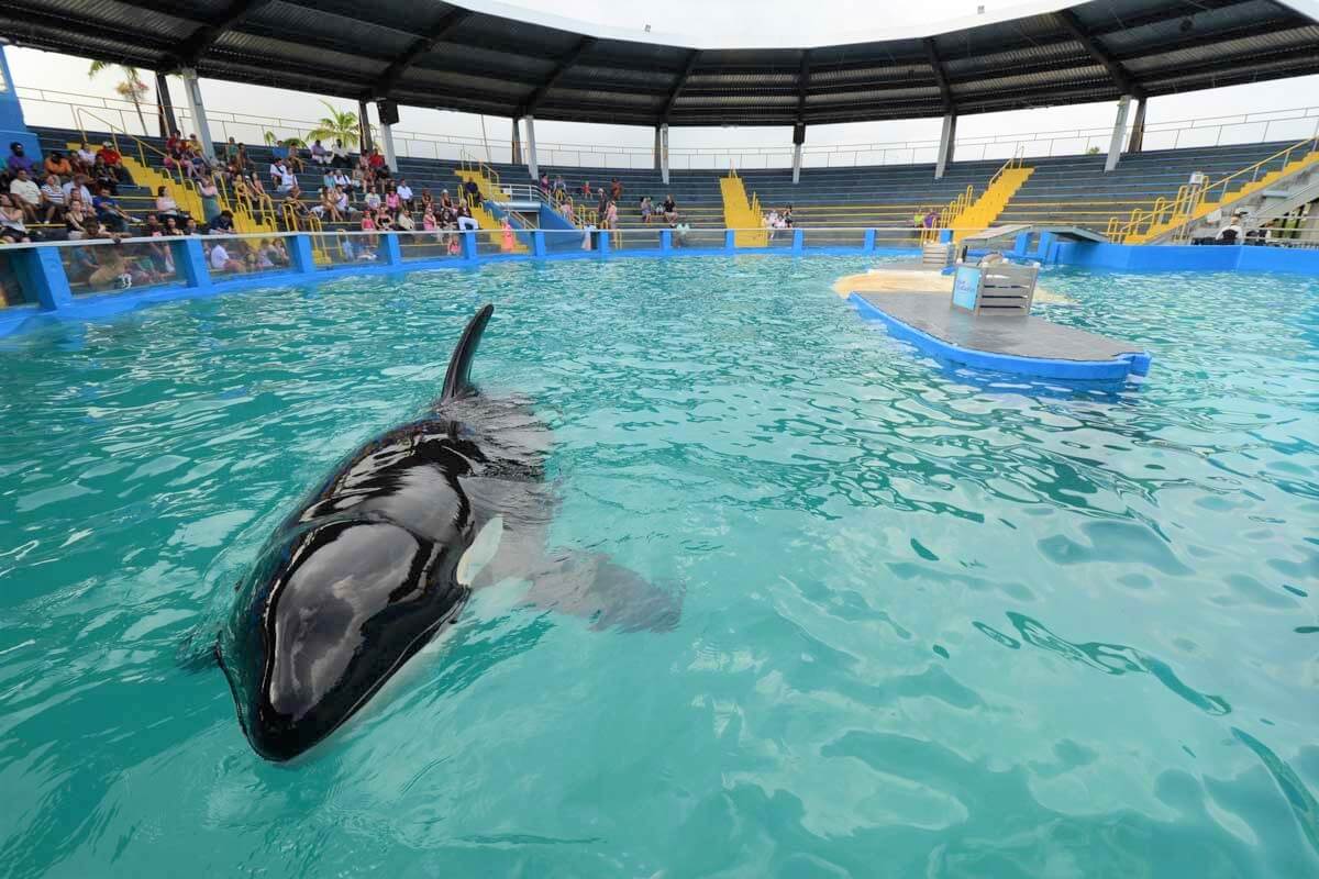 Miami Lolita Swimming in Tank Lolita’s Suffering Is Over | PETA