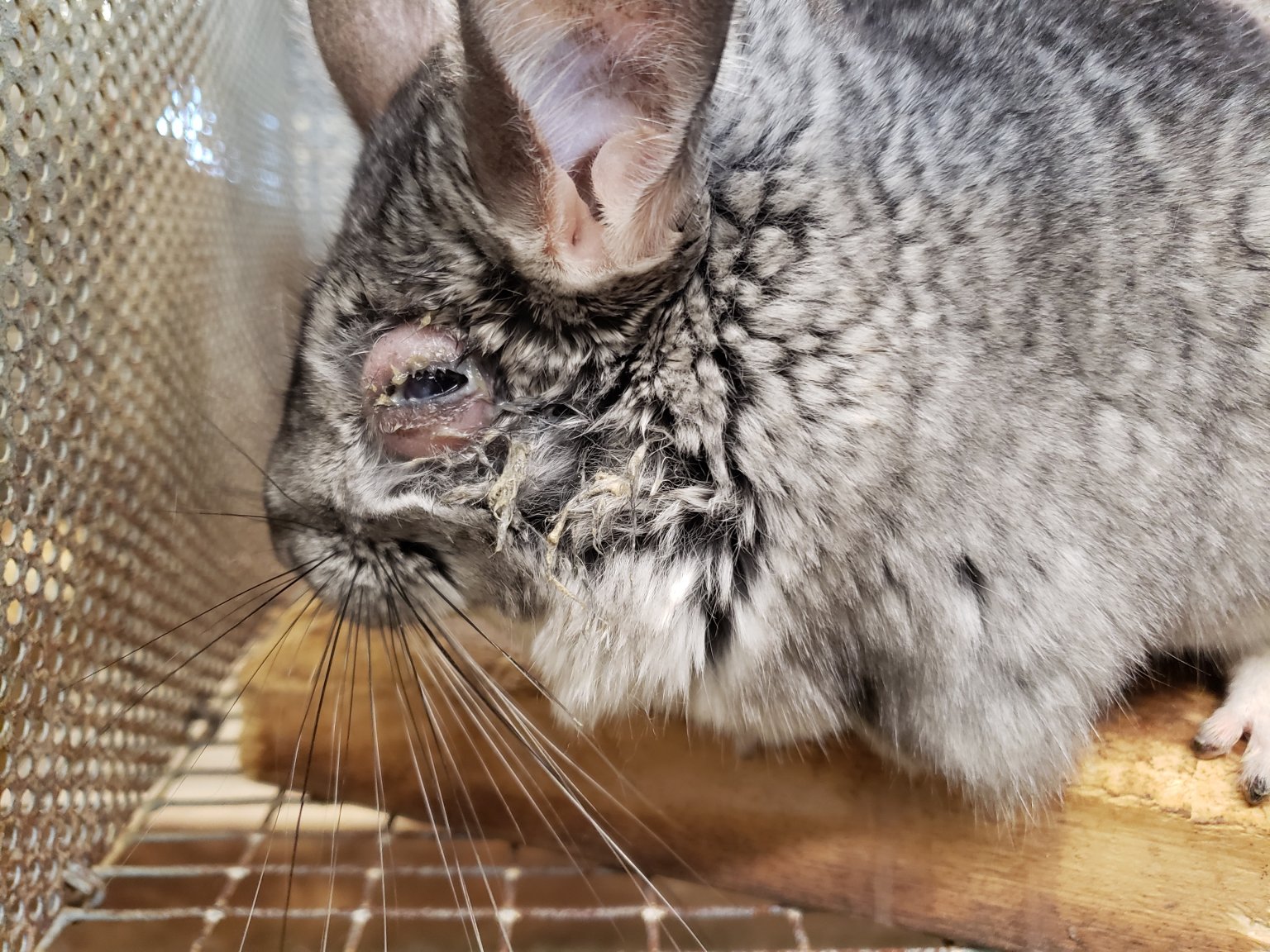 Moulton Chinchilla Ranch Blasted in New Bus Ads PETA