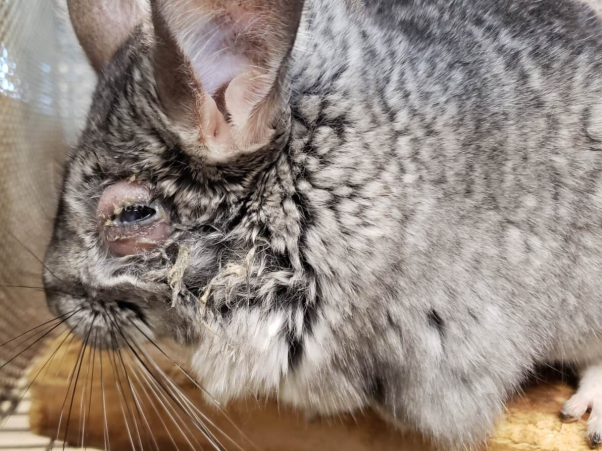 Moulton Chinchilla Ranch animal cruelty photos