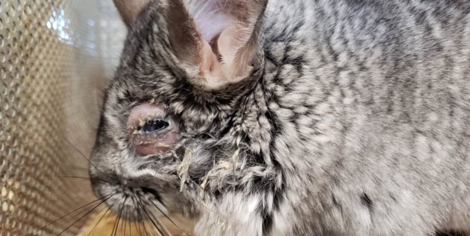 Moulton Chinchilla Ranch animal cruelty photos