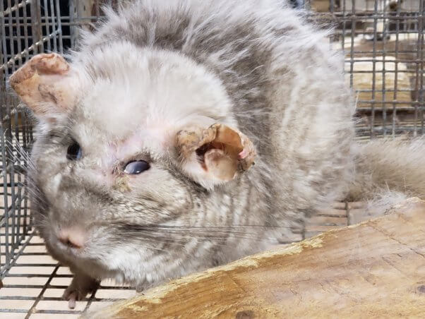 PETA exposes seedy Minnesota chinchilla breeding mill where animals suffer