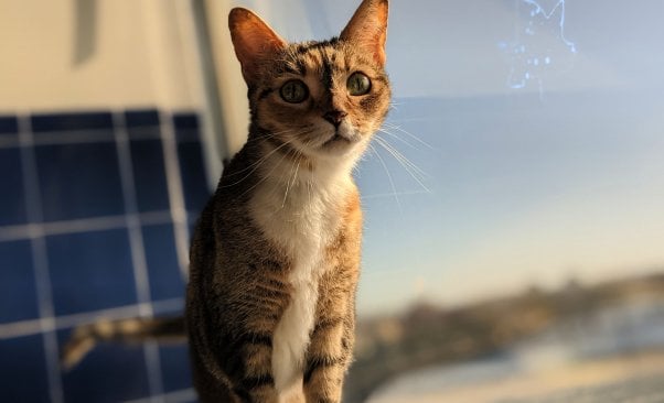 Pearl in front of window at PETA headquarters