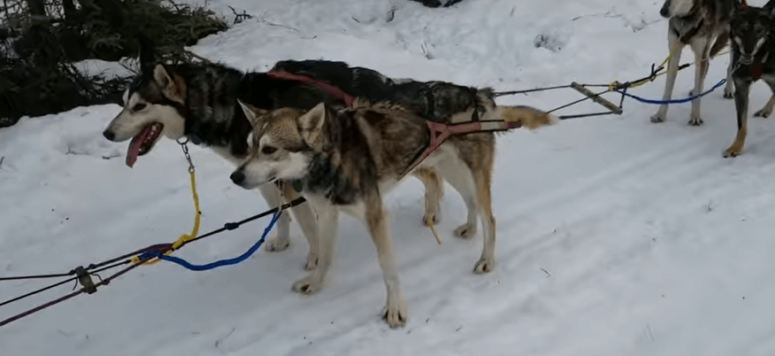dogs pulling sled iditarod