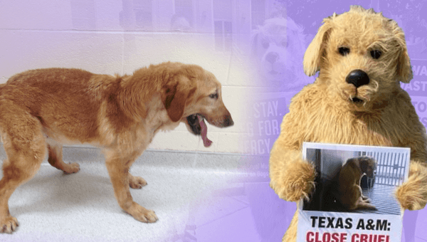 Urge Texas A&M University to Free Nine Healthy Dogs