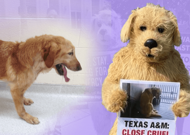 Tell Texas A&M to Release the Nine Healthy Dogs It No Longer Wants