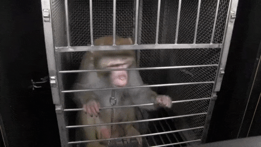 sam smith monkey used experiments