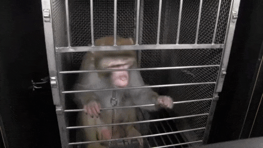 Insta gif name monkey|TikTok Search