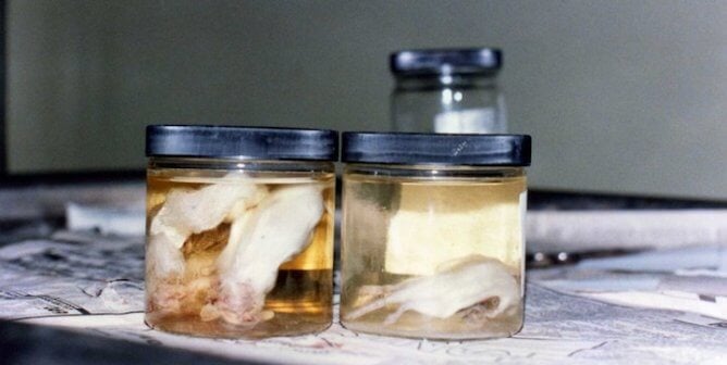 Animals in jars, experiments