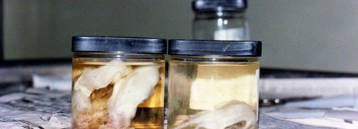 Animals in jars, experiments