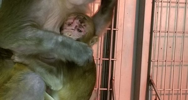 WNPRC experiments on monkeys UW-Madison
