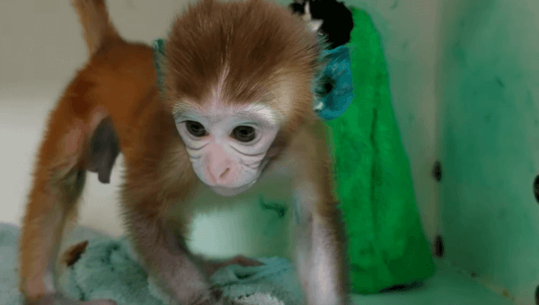 Baby monkey with blue ears at national primate research center