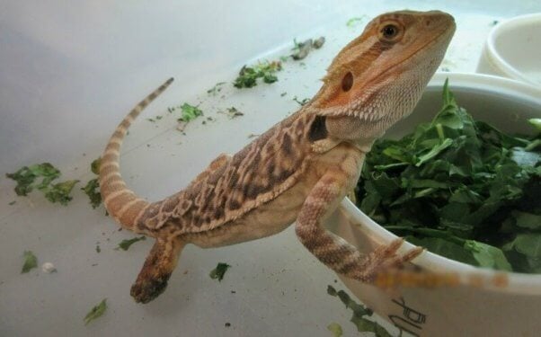 thirsty bearded dragon at Reptiles by Mack