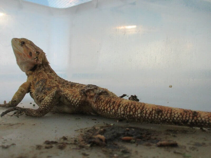 bearded dragon for sale in feces-filled tub