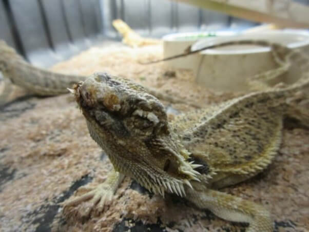 bearded dragon at a "pet" supplier