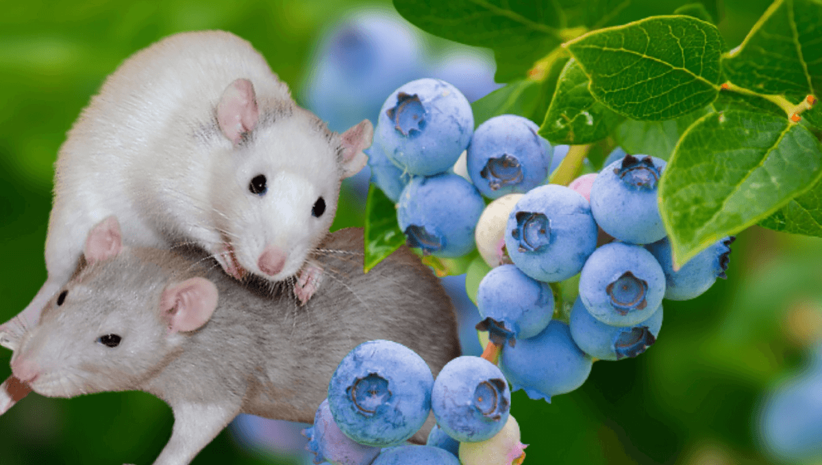 blueberry mice USDA ‘Tax’ on Farmers Funds Cruel Tests
