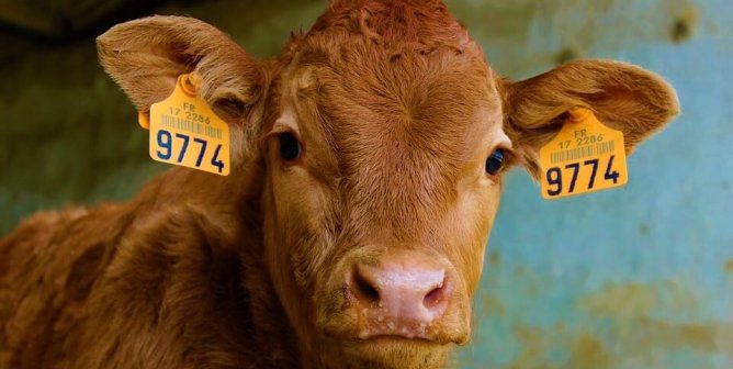 Ajinomoto Can’t Seem to Steer Clear of Cruel Animal Tests