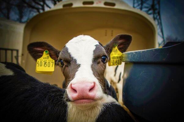 Sad black and white calf