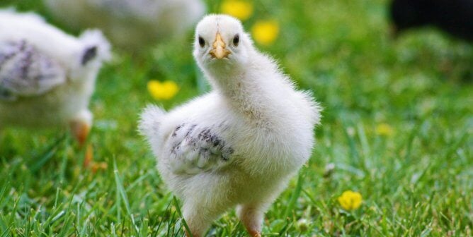 Chick on green grass with yellow flowers