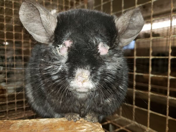 chinchillas suffer at Moulton Chinchilla Ranch in Minnesota