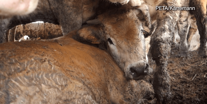 Calf lies in muck