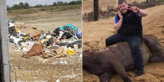 trainer Gordon Elliott and dead horses' bodies