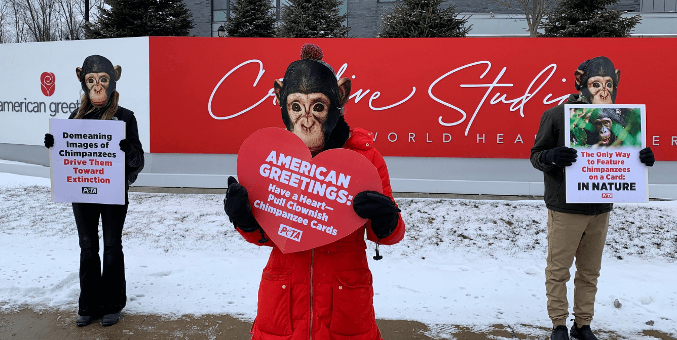 Chimpanzee American Greetings protest