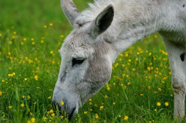 Gray donkey eating weeds