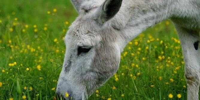 Gray donkey eating weeds