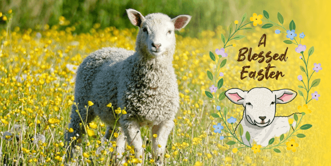 Easter card PETA LAMBS