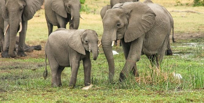 This TED Talk Will Open Your Students’ Eyes to the Remarkable Similarities Among All Animals