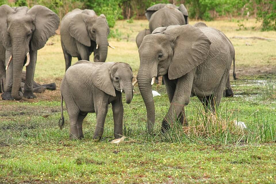 This TED Talk Will Open Your Students' Eyes to the Remarkable Similarities Among All Animals | PETA This TED Talk Will Open Your Students' Eyes to the Remarkable Similarities Among All Animals | PETA