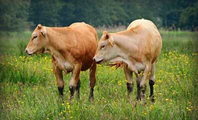 PETA’s 2023 Company of the Year Is the ‘Apple’ of Our Eye!