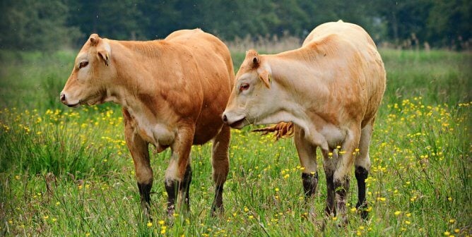 Two brown cows in a field of flowers