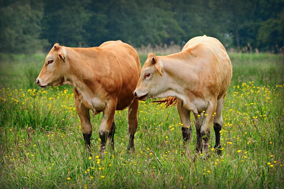 Two brown cows in a field of flowers