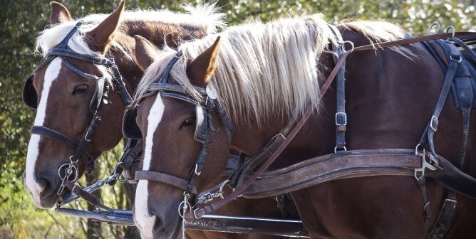 horses pulling a carriage